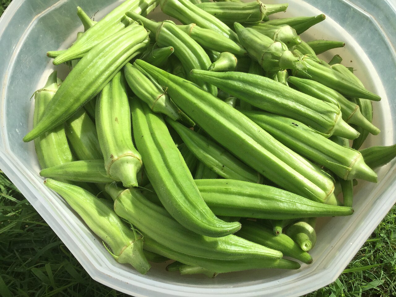 秋葵 配图