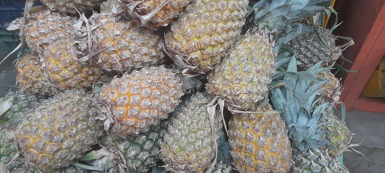 菠萝 配图